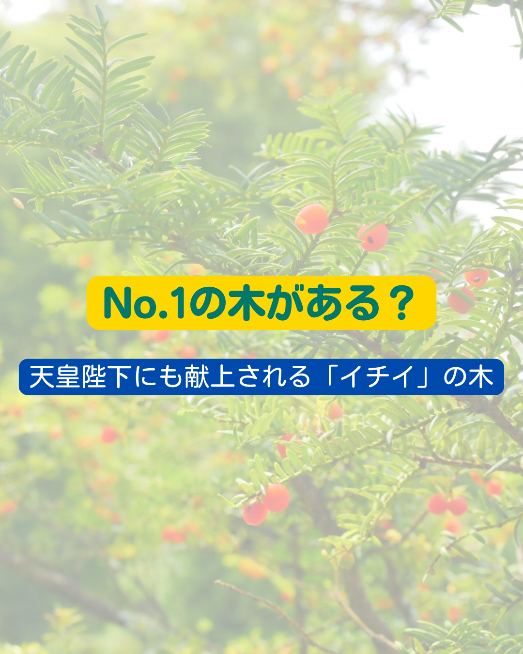 No.1の木がある？　～天皇陛下にも献上される「イチイ」の木～