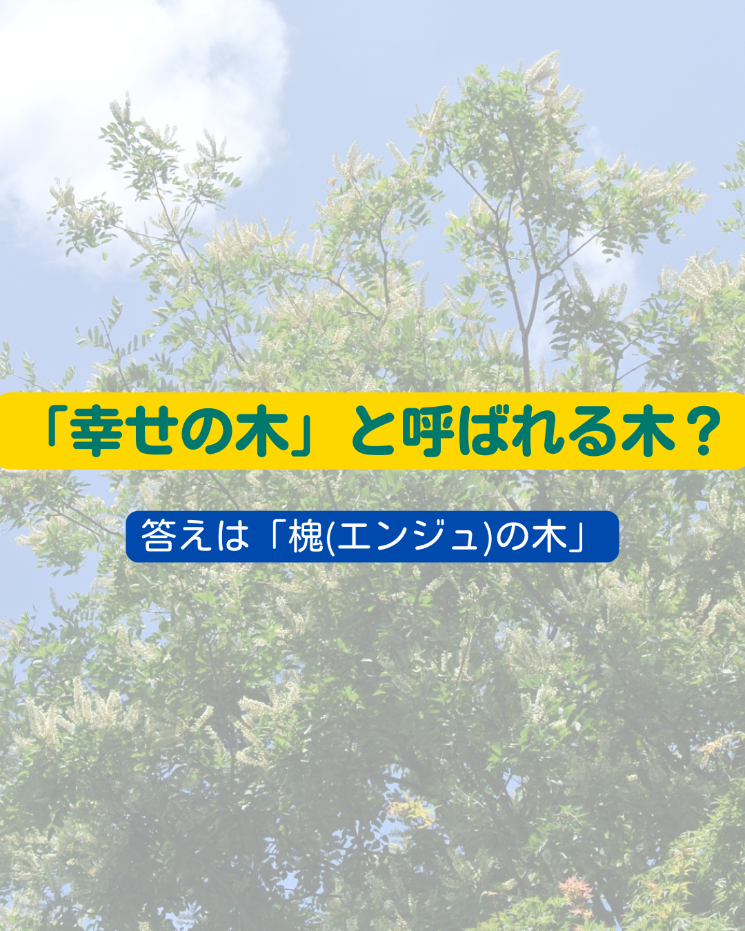 「幸せの木」と呼ばれる木？　「槐(エンジュ)の木」