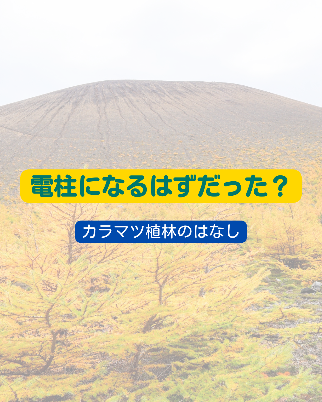電柱になるはずだった？カラマツ植林のはなし