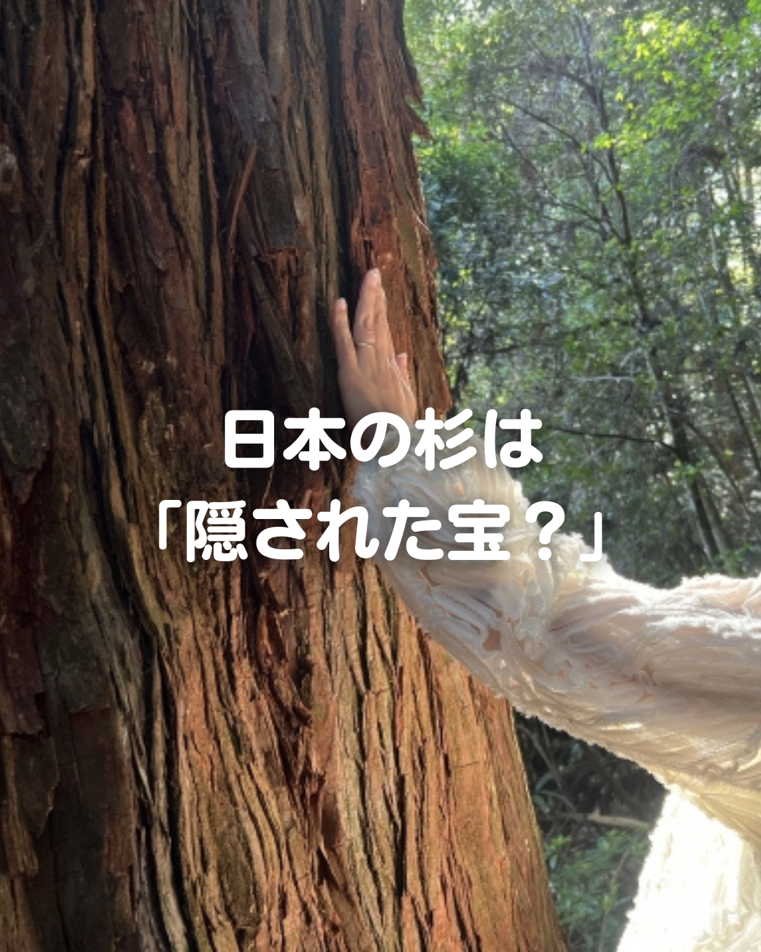 日本の杉は「隠された宝？」