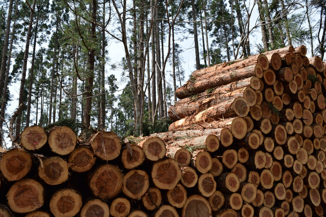人間は出す。木はためる。その違いがそのまま木の“心材と辺材”になる