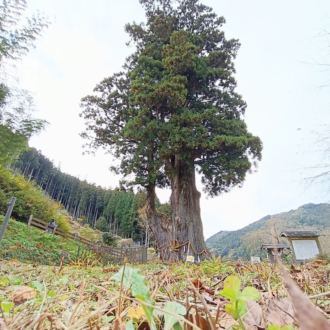 継手インテリアの木のふるさと。根羽村と月瀬の大杉