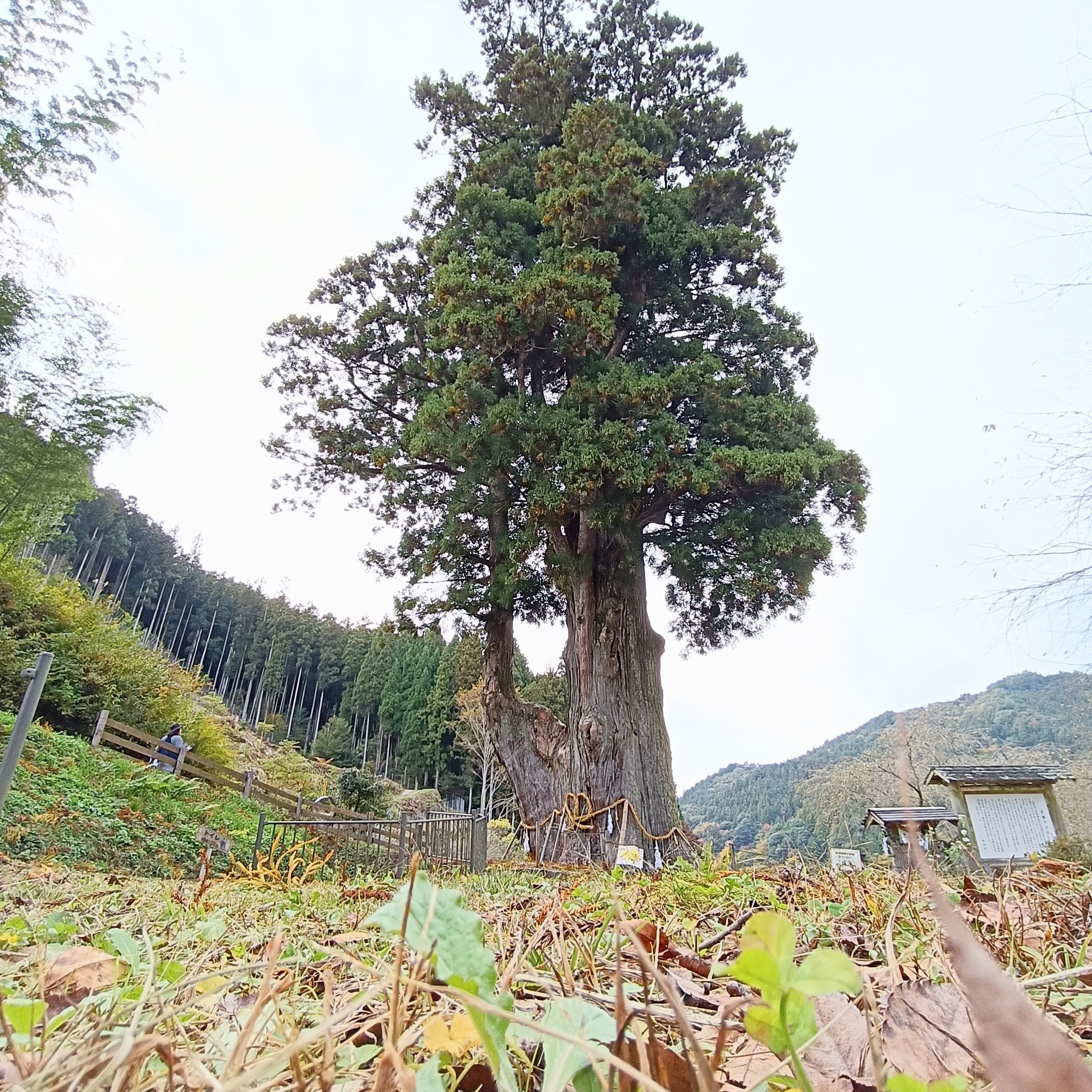 継手インテリアの木のふるさと。根羽村と月瀬の大杉