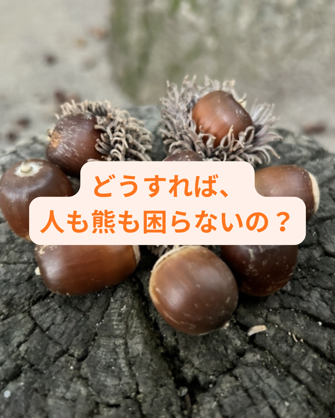 どうすれば、人も熊も困らないの？