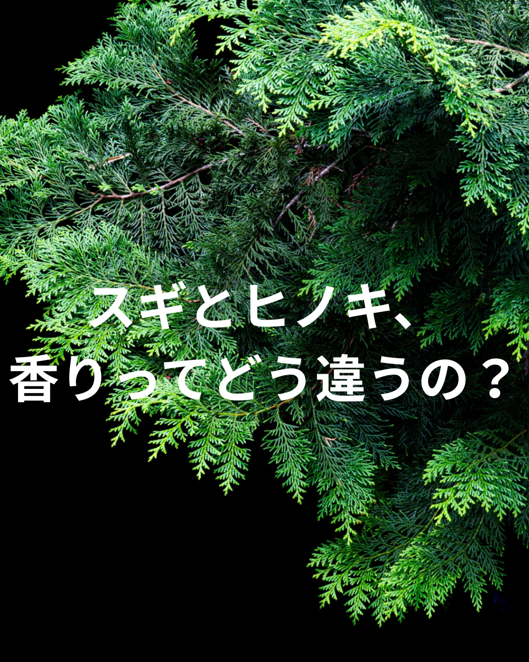 スギとヒノキ、香りと表情のちがい。