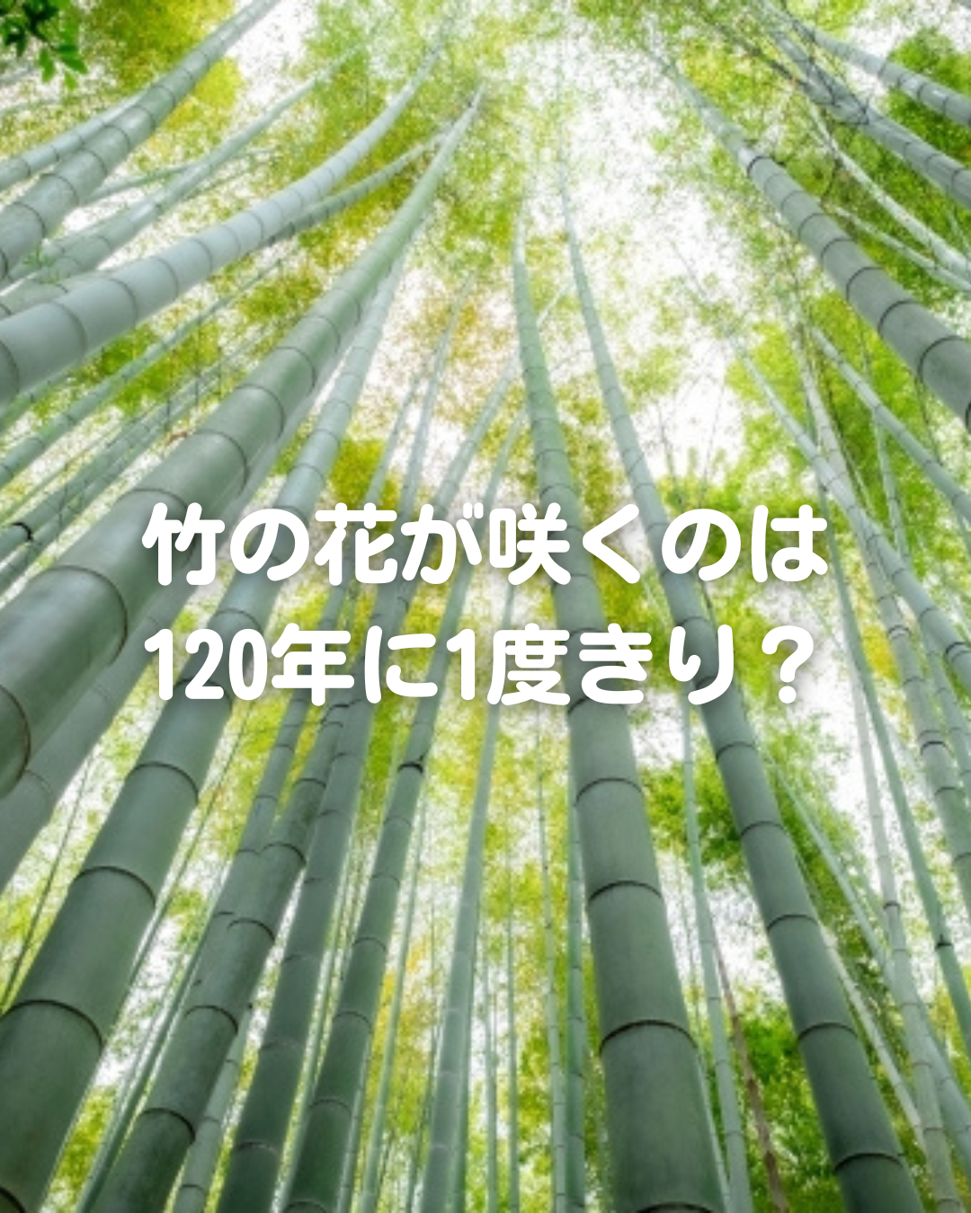 竹って、花が咲くって知ってました？ しかも、120年に1回だけ。